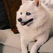 Icey Spicy joined the competition — help win amazing prizes! dog, white_fur, blue_eyes, fluffy, tongue_out, paws, ears, couch, pillow, indoor, pet, close_up, portrait, sofa, relaxed, companion, domestic_animal, muzzle, whiskers, sitting