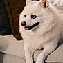 dog, white_fur, blue_eyes, fluffy, tongue_out, paws, ears, couch, pillow, indoor, pet, close_up, portrait, sofa, relaxed, companion, domestic_animal, muzzle, whiskers, sitting