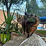cat, tabby_cat, harness, leash, tail, rock, potted_plant, plant, backyard, tree, trampoline, outdoor, pet, feline, grass, whiskers, eyes, stone, foliage, curious