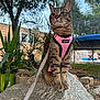 cat, tabby_cat, pet, feline, pink_harness, leash, outdoor, backyard, rock, potted_plant, plant, tree, trampoline, house, window, whiskers, paws, portrait, closeup, fur