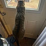 cat, tabby_cat, pet, looking_out, back_view, tail, window, screen, door, doorknob, human_arm, sleeve, jacket, curtain, floor, indoor, home, sunlight, standing, curiosity