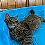 cat, tabby, domestic_cat, pet, whiskers, fur, stripes, ear, tail, paw, blue_pool, plastic_pool, lounging, relaxed, closeup, indoor, bedroom, wooden_cabinet, furniture, portrait