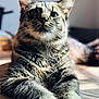 Zeus Cienfuegos joined the competition — help win amazing prizes! cat, tabby, feline, animal, pet, closeup, whiskers, paws, fur, indoor, wooden_table, sunlight, relaxed, portrait, mammal, cute, domestic, striped, ears, focus