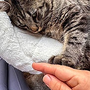 Zeus Cienfuegos joined the competition — help win amazing prizes! cat, tabby, paw, human_hand, bed, furry, close_up, pet, animal, resting, cozy, indoor, touch, friendship, soft, cute, whiskers, claws, relaxed, comfort