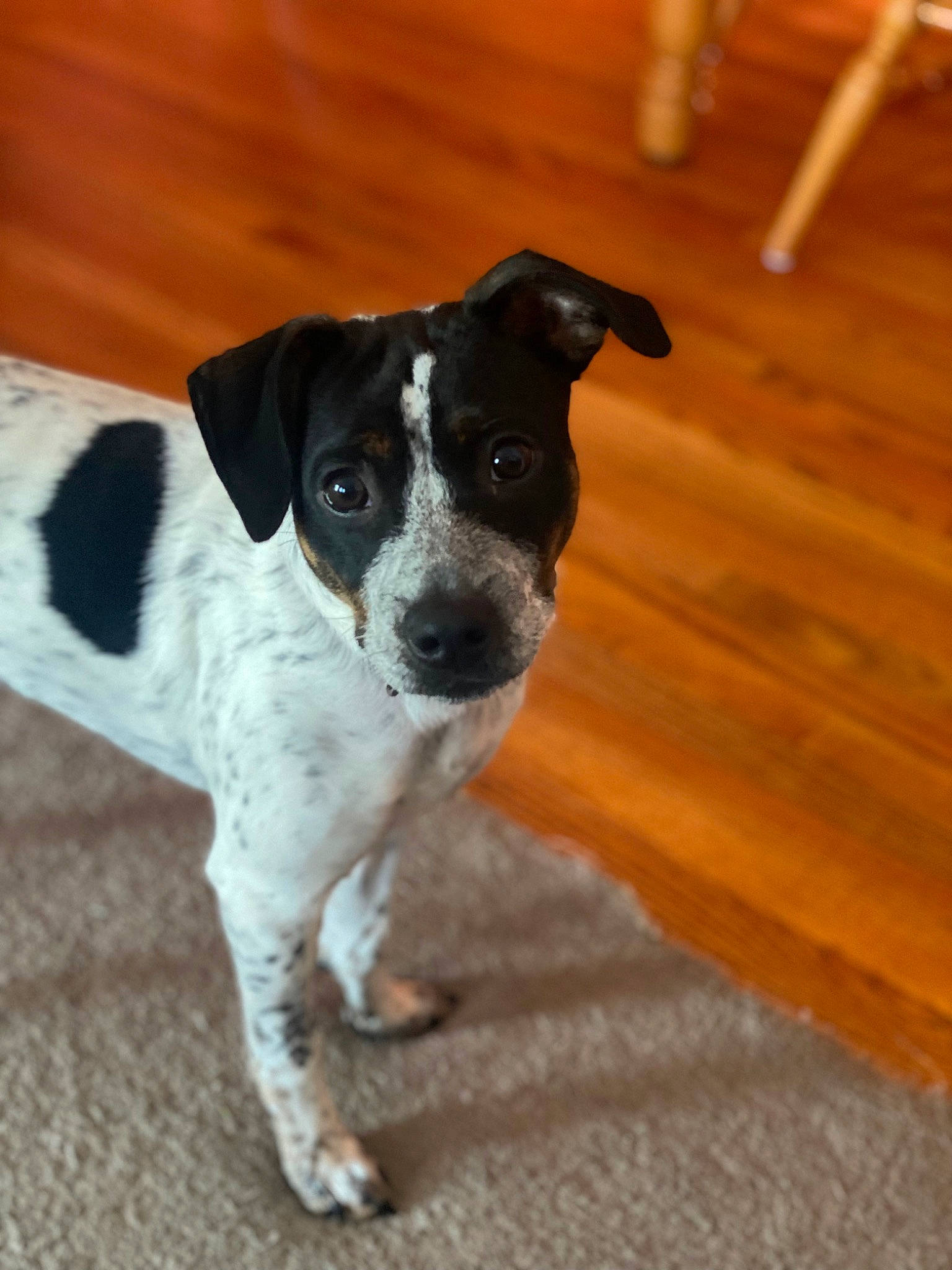 Moxie joined the competition — help win amazing prizes! canidae, carnivore, companion_dog, dog, dog_breed, fawn, flooring, hardwood, non_sporting_group, plank, snout, sporting_group, tail, terrestrial_animal, terrier, varnish, wood, wood_flooring, wood_stain, working_animal