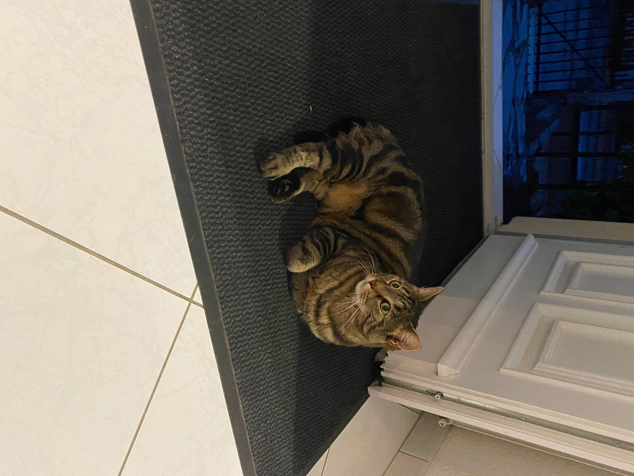 Chanel participe au concours pour gagner de l'argent avec cette photo : big_cats, building, carnivore, cat, ceiling, domestic_short_haired_cat, door, felidae, flooring, fur, grey, home_door, metal, molding, pattern, small_to_medium_sized_cats, tail, whiskers, window, wood