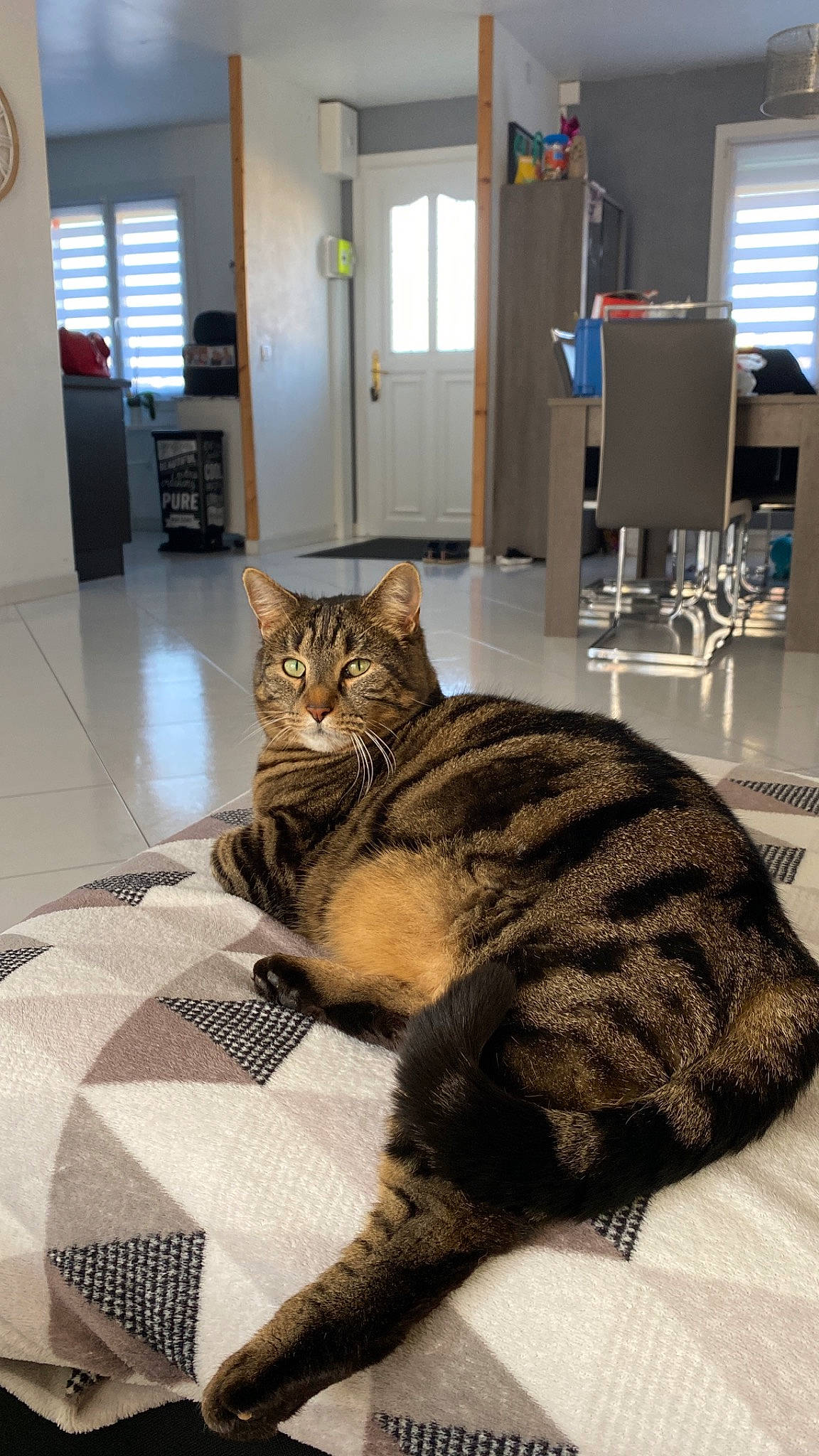 Chanel a rejoint le concours — aidez-le/la à gagner de superbes lots ! cabinetry, carnivore, cat, clock, comfort, door, fawn, felidae, floor, flooring, grey, hardwood, interior_design, mammal, refrigerator, small_to_medium_sized_cats, snout, vertebrate, whiskers, wood