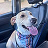 dog, car, seat, bandana, tongue, happy, pet, animal, canine, leather_seat, plaid, inside_car, smiling, close_up, collar, ears, fur, transportation, daylight, window
