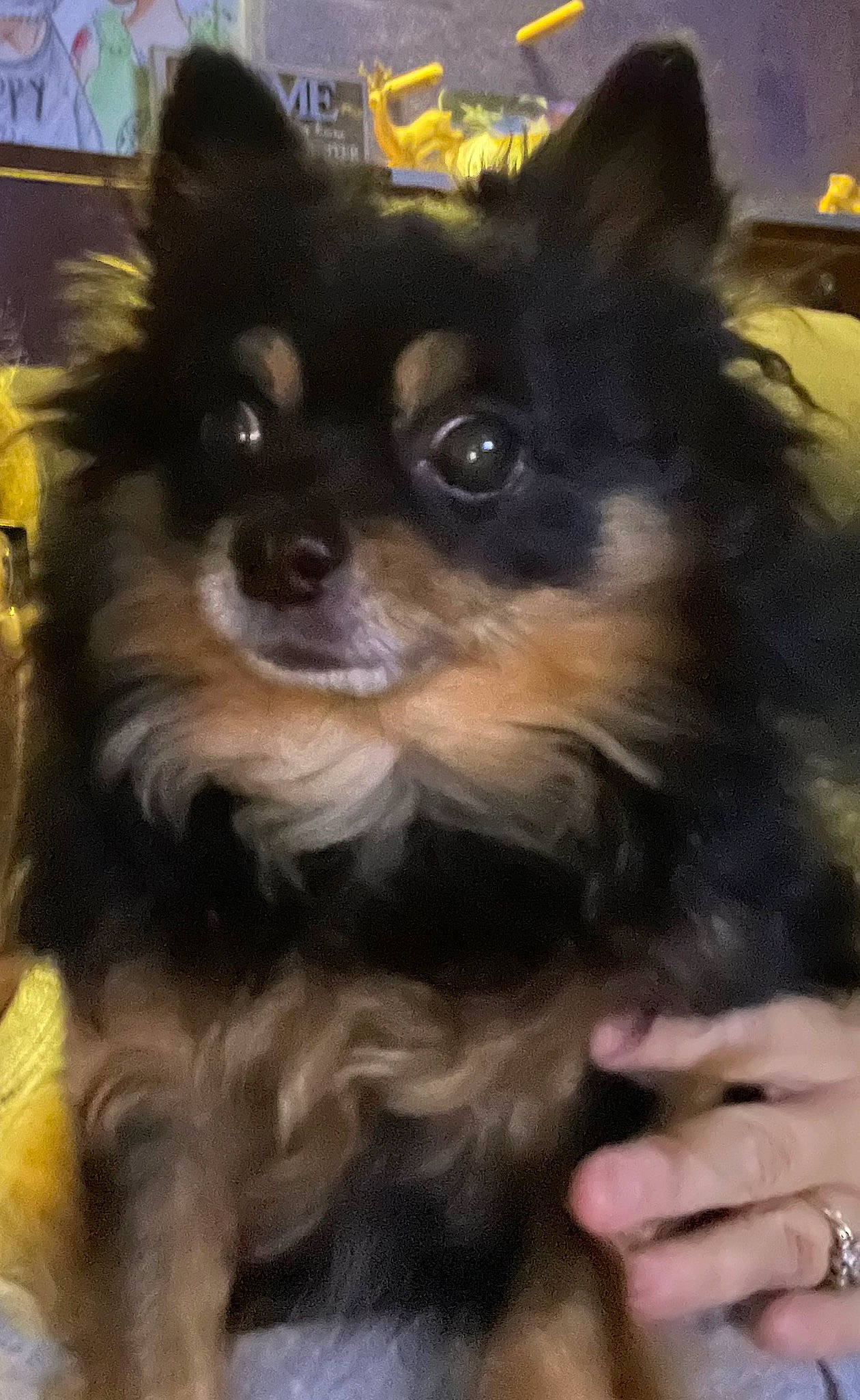 Buster joined the competition — help win amazing prizes! biting, canidae, carnivore, companion_dog, dog, dog_breed, dog_supply, fawn, fur, non_sporting_group, snout, sporting_group, terrestrial_animal, toy_dog, whiskers, working_animal, working_dog