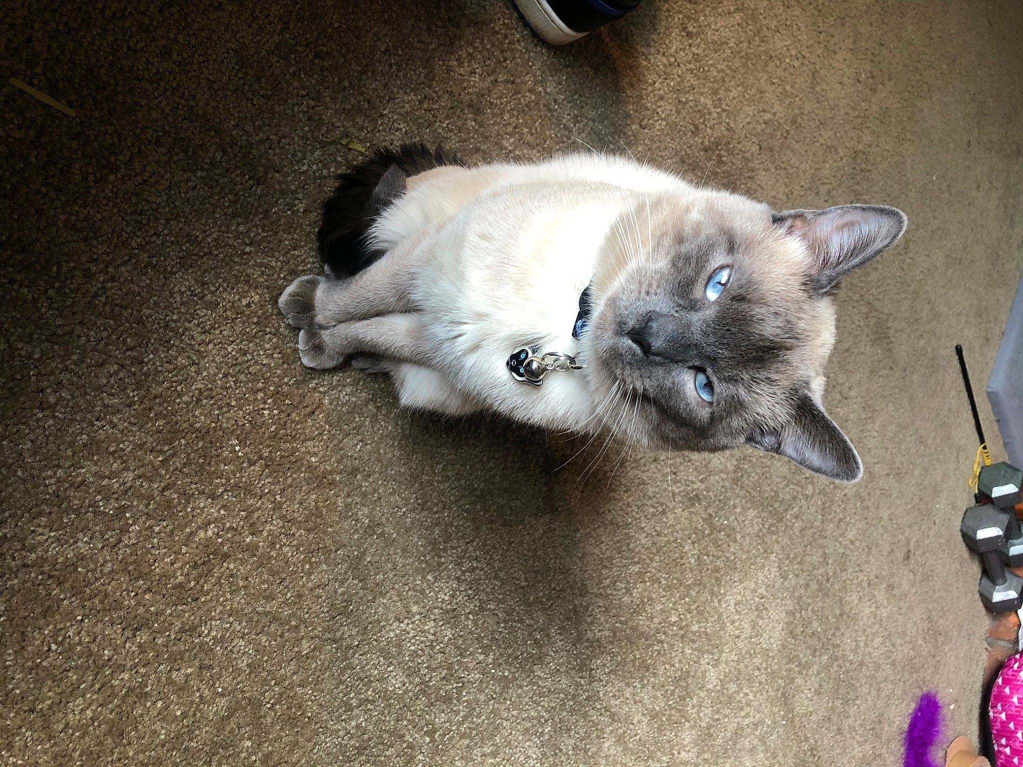 Totoro joined the competition — help win amazing prizes! carnivore, cat, cat_toy, claw, collar, comfort, dog_breed, domestic_short_haired_cat, fawn, felidae, fur, grey, kitchen_utensil, paw, russian_blue, small_to_medium_sized_cats, snout, tail, terrestrial_animal, whiskers