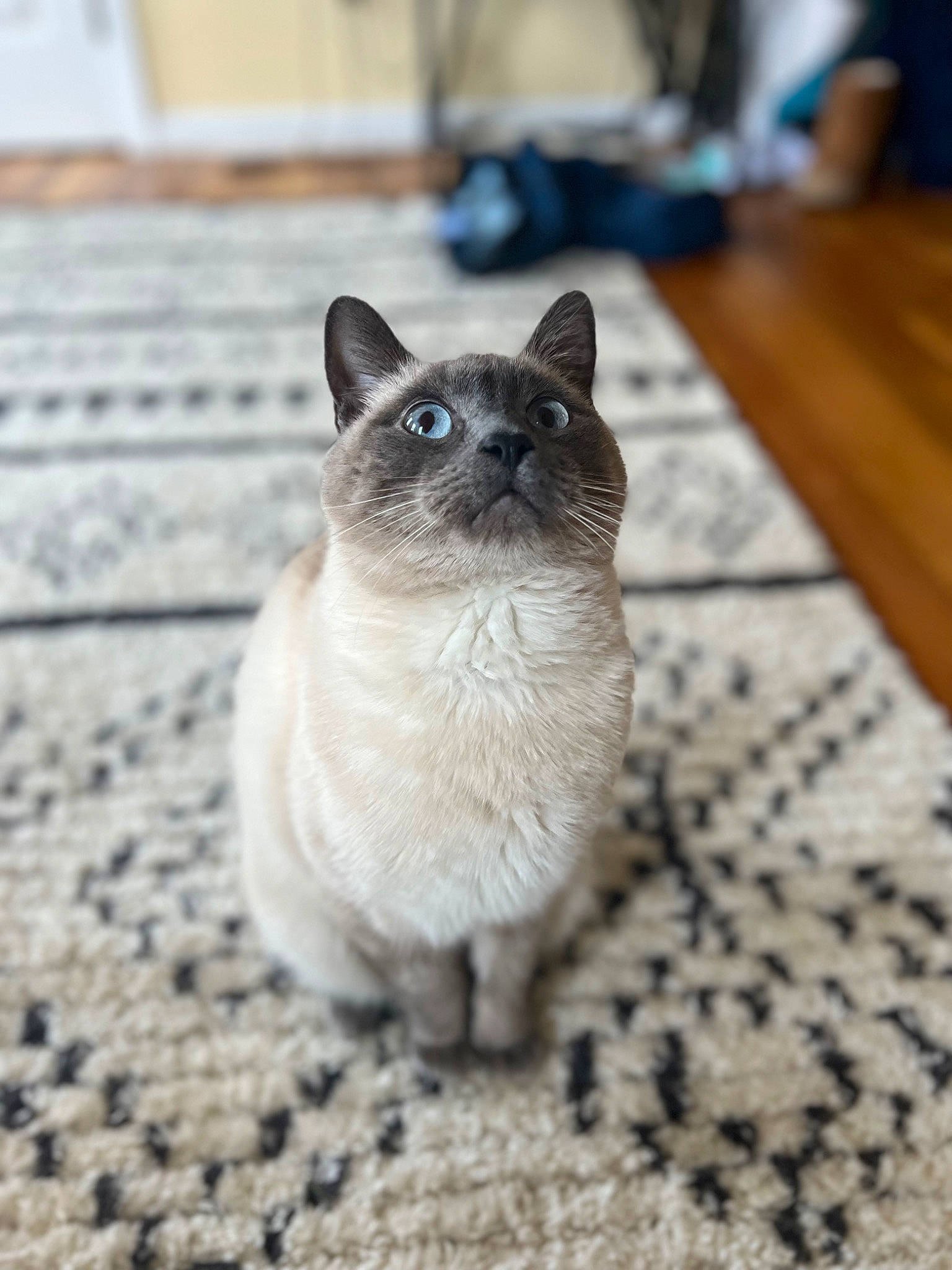 Totoro joined the competition — help win amazing prizes! carnivore, cat, domestic_short_haired_cat, fawn, felidae, flooring, foot, fur, grey, hardwood, siamese, sitting, small_to_medium_sized_cats, snout, table, tail, terrestrial_animal, thai, whiskers, wood