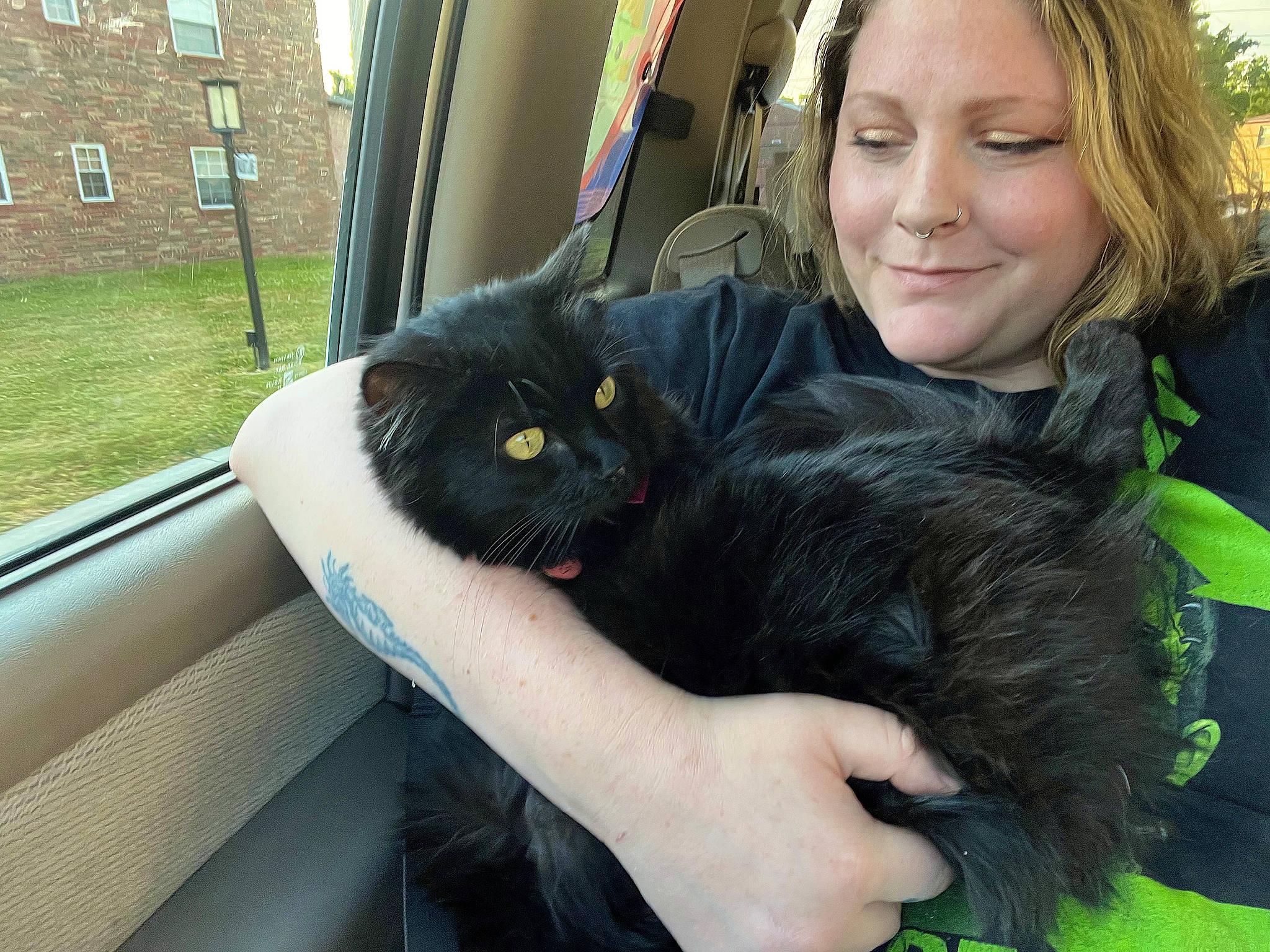 Oakley is registered to the contest to win money with this photo: bag, black_hair, carnivore, cat, chair, comfort, companion_dog, eye, facial_expression, felidae, fur, grass, iris, organism, plant, sitting, small_to_medium_sized_cats, smile, whiskers, window