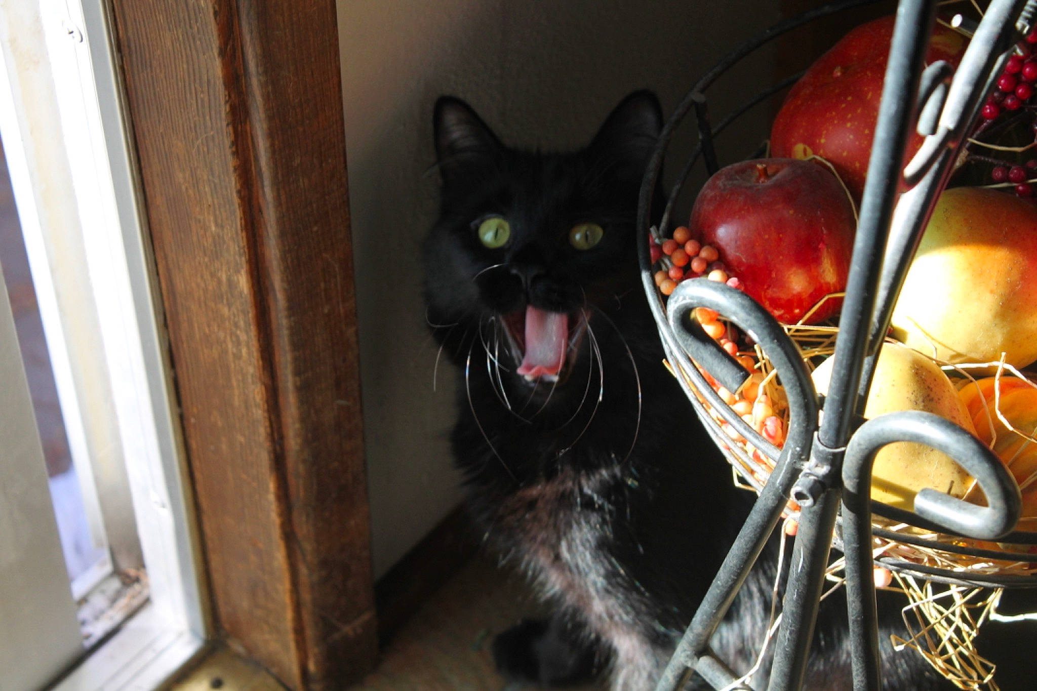 Oakley joined the competition — help win amazing prizes! art, audio_equipment, carnivore, cat, cg_artwork, darkness, domestic_short_haired_cat, fang, felidae, fictional_character, fur, helmet, mask, metal, personal_protective_equipment, small_to_medium_sized_cats, snout, sunglasses, whiskers, window