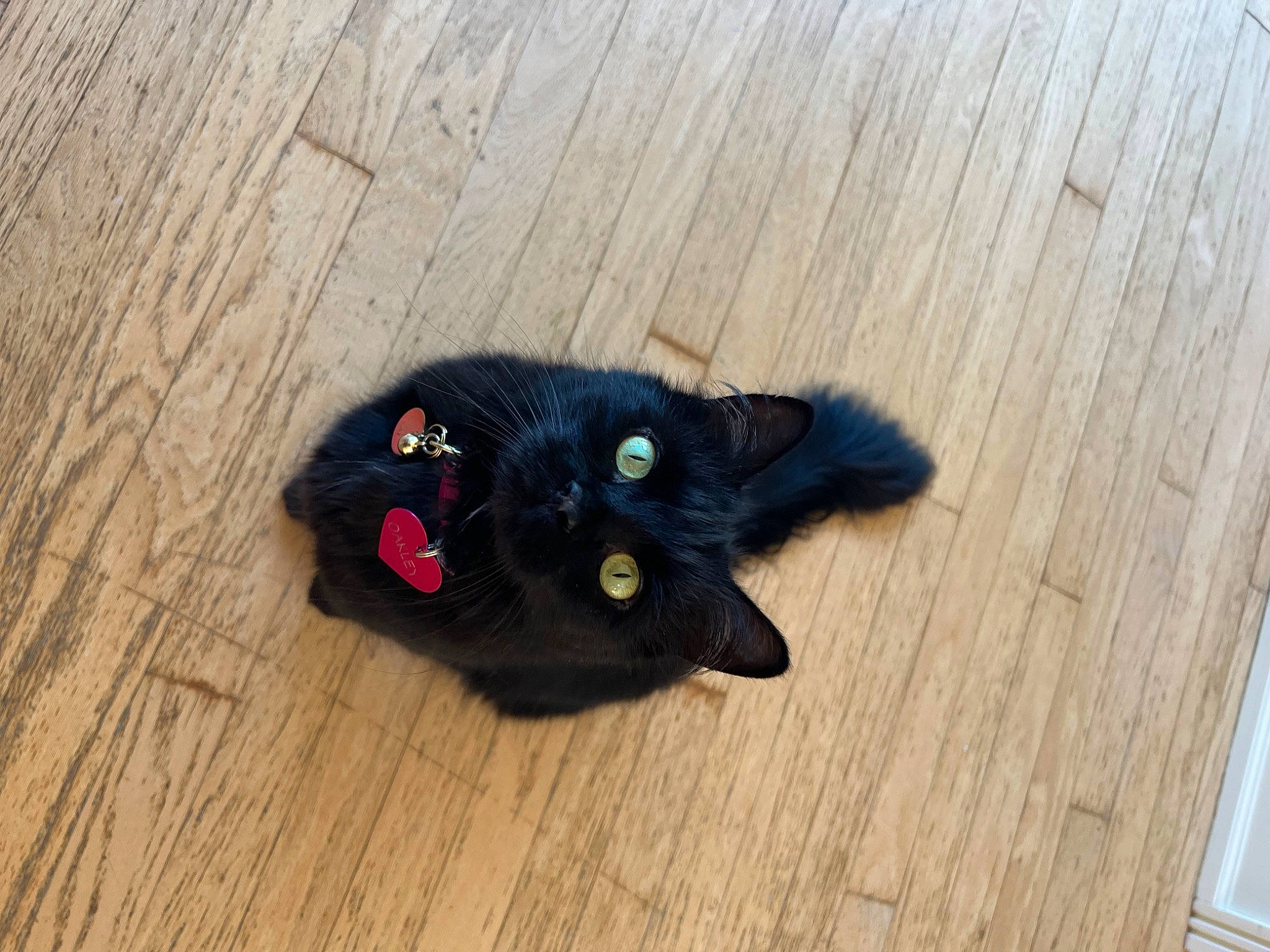 Oakley joined the competition — help win amazing prizes! black_cat, bombay, carnivore, cat, domestic_short_haired_cat, fawn, felidae, floor, flooring, fur, hardwood, petal, small_to_medium_sized_cats, snout, stuffed_toy, tail, toy, whiskers, wood, wood_stain