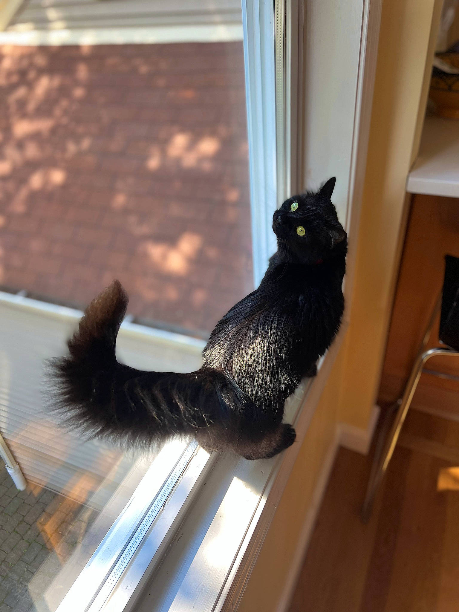Oakley is registered to the contest to win money with this photo: black_cat, bombay, carnivore, cat, claw, domestic_short_haired_cat, felidae, flooring, fur, hardwood, lamp, metal, paw, small_to_medium_sized_cats, snout, stairs, tail, whiskers, window, wood
