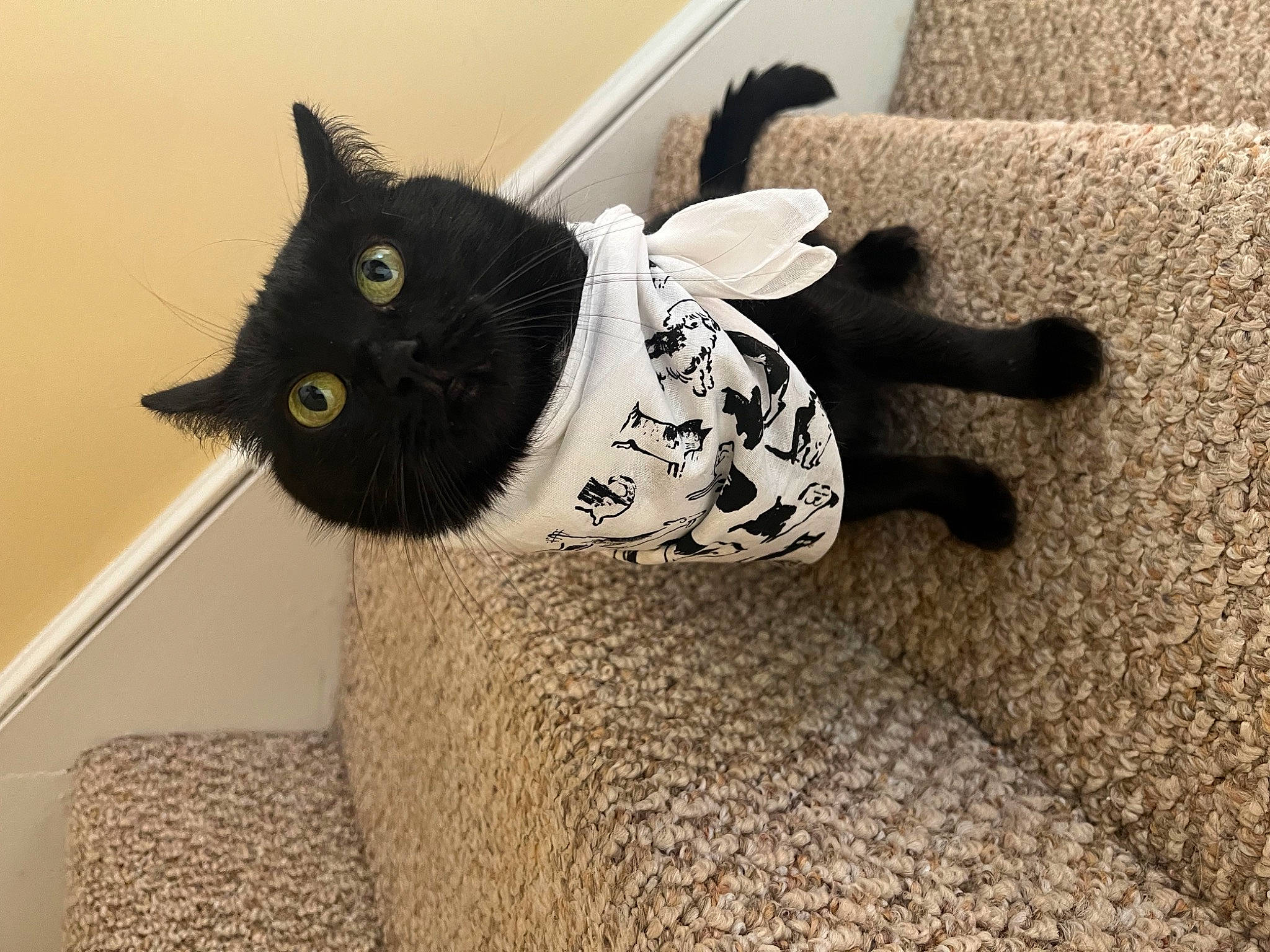 Fifi is registered to the contest to win money with this photo: black_cat, bombay, carnivore, cat, cat_supply, comfort, domestic_short_haired_cat, felidae, floor, flooring, fur, grey, paw, small_to_medium_sized_cats, snout, stairs, tail, terrestrial_animal, toy, whiskers