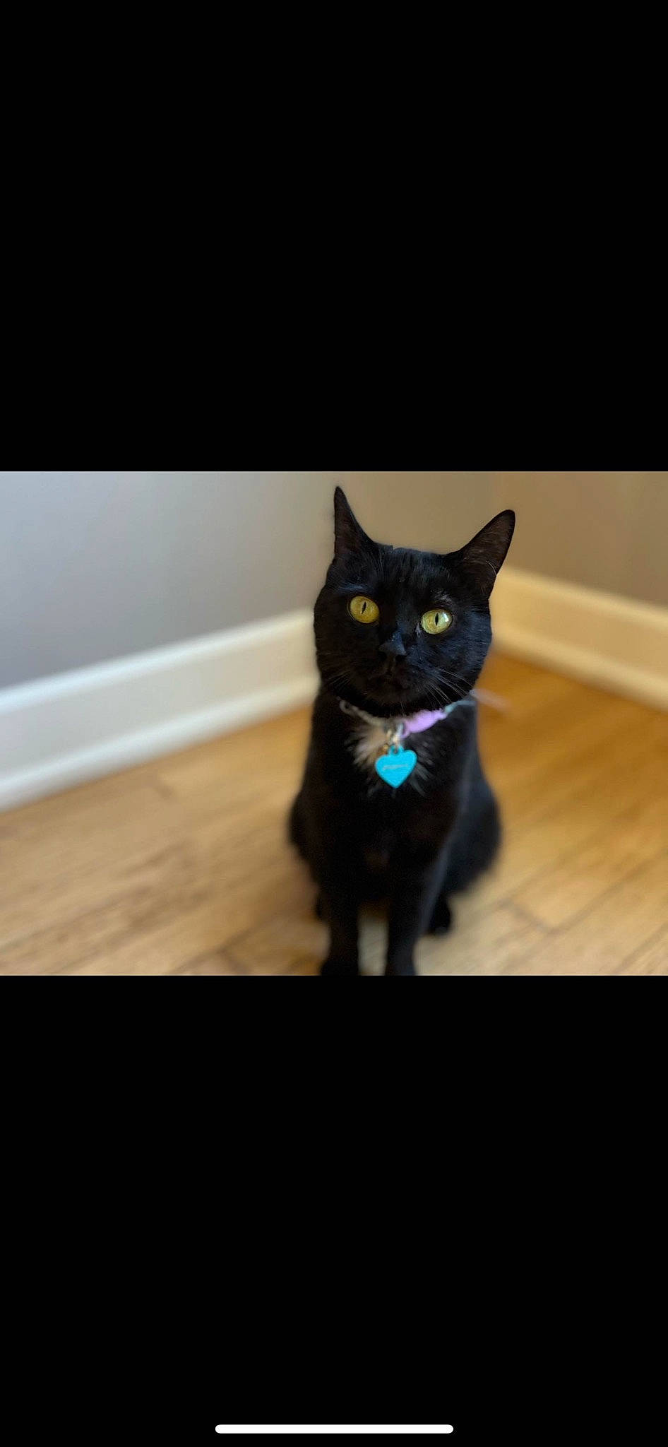 Fifi joined the competition — help win amazing prizes! black_cat, carnivore, cat, domestic_short_haired_cat, electric_blue, felidae, flooring, fur, grey, hardwood, paw, photo_caption, sky, small_to_medium_sized_cats, snout, tail, whiskers, window, wood