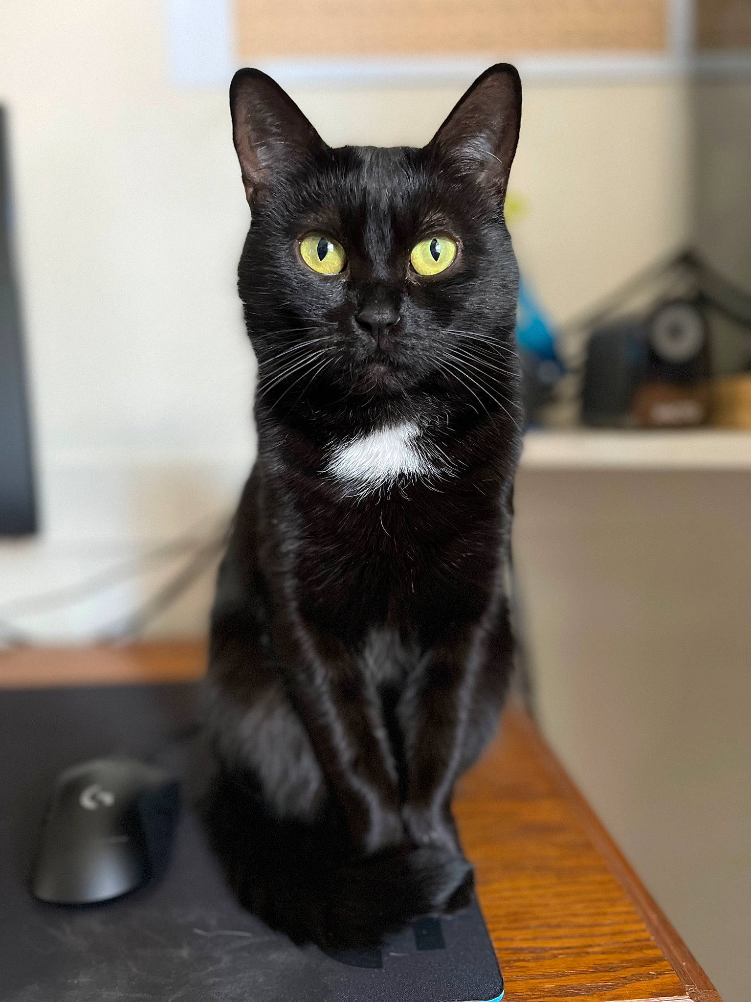 Fifi joined the competition — help win amazing prizes! black_cat, bombay, carnivore, cat, desk, domestic_short_haired_cat, eye, felidae, flooring, fur, hardwood, head, small_to_medium_sized_cats, snout, table, tail, varnish, whiskers, wood, wood_stain