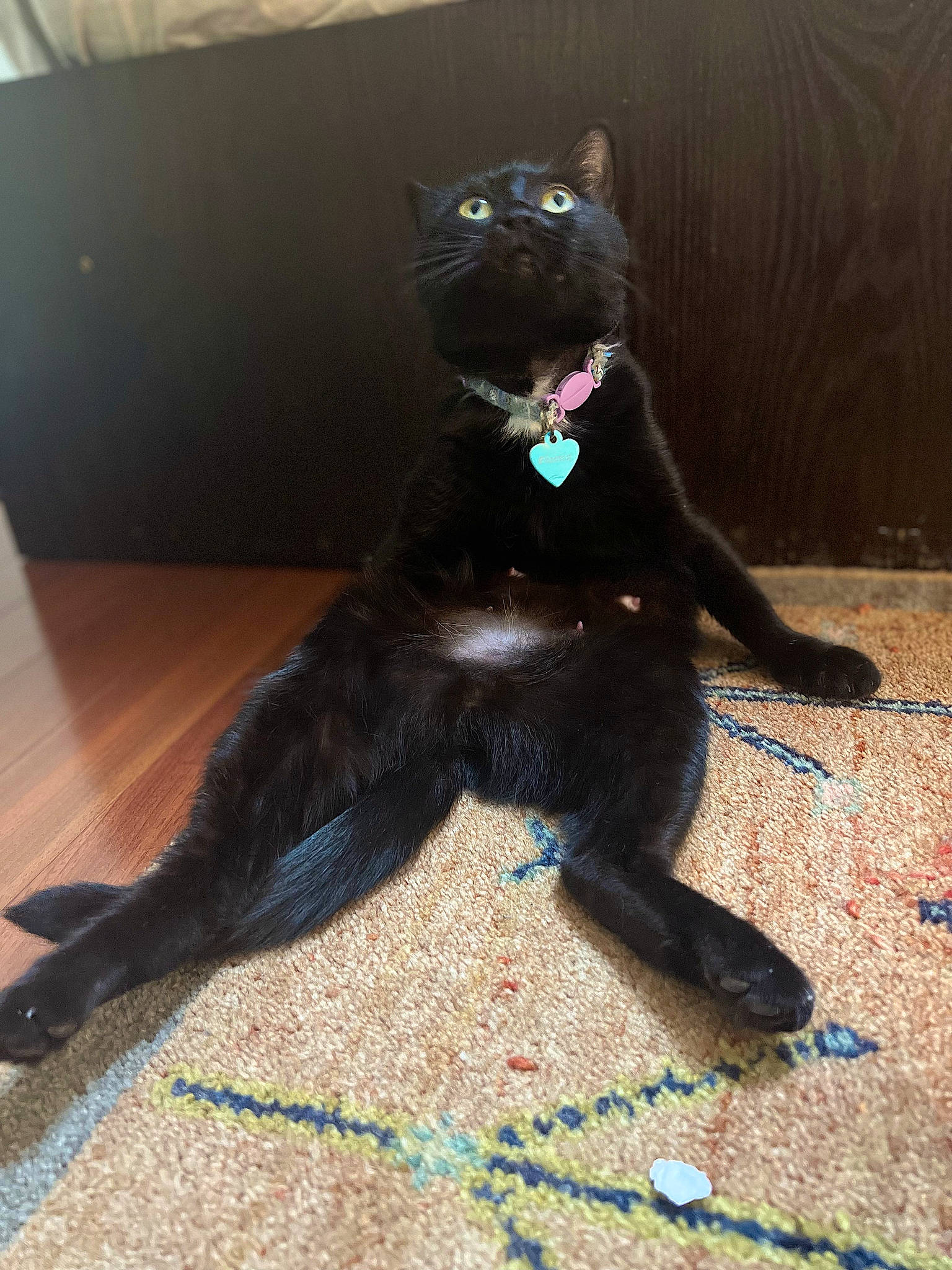 Fifi joined the competition — help win amazing prizes! black_cat, bombay, canidae, carnivore, cat, companion_dog, dog_breed, electric_blue, fawn, felidae, floor, flooring, fur, paw, small_to_medium_sized_cats, snout, sporting_group, tail, terrestrial_animal, whiskers