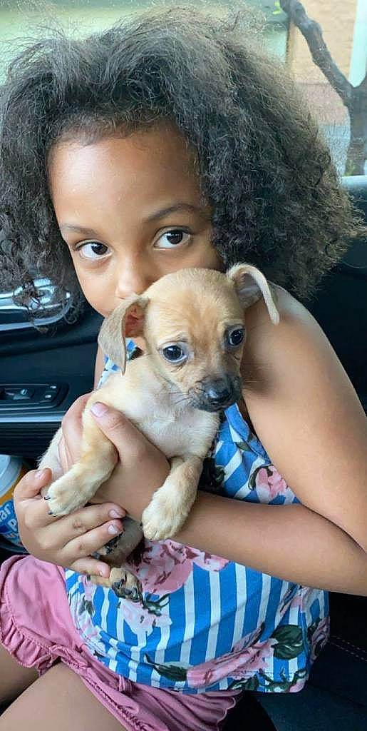 Bubba joined the competition — help win amazing prizes! afro, blue, canidae, carnivore, chihuahua, companion_dog, dog, dog_breed, ear, fawn, happy, jheri_curl, puppy_love, ringlet, skin, snout, sporting_group, toy_dog, whiskers, working_animal