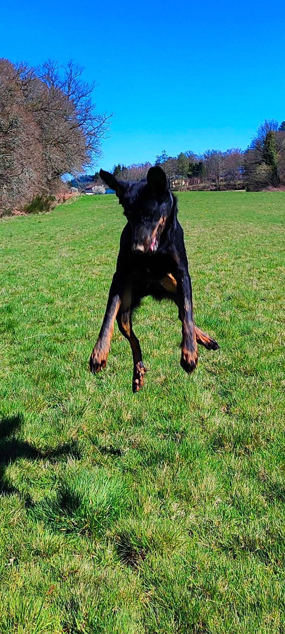 Loki participe au concours pour gagner de l'argent avec cette photo : canidae, carnivore, companion_dog, dog, dog_breed, east_european_shepherd, fun, german_shepherd_dog, grass, grassland, guard_dog, hunting_dog, lawn, old_german_shepherd_dog, plant, sky, sporting_group, tail, tree, working_dog