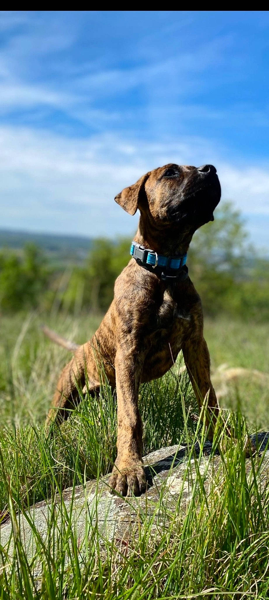 Neva a rejoint le concours — aidez-le/la à gagner de superbes lots ! braque_francais, canidae, carnivore, cloud, collar, companion_dog, dog, dog_breed, dog_collar, fawn, grass, grassland, gun_dog, liver, pet_supply, plant, sky, snout, sporting_group, working_animal