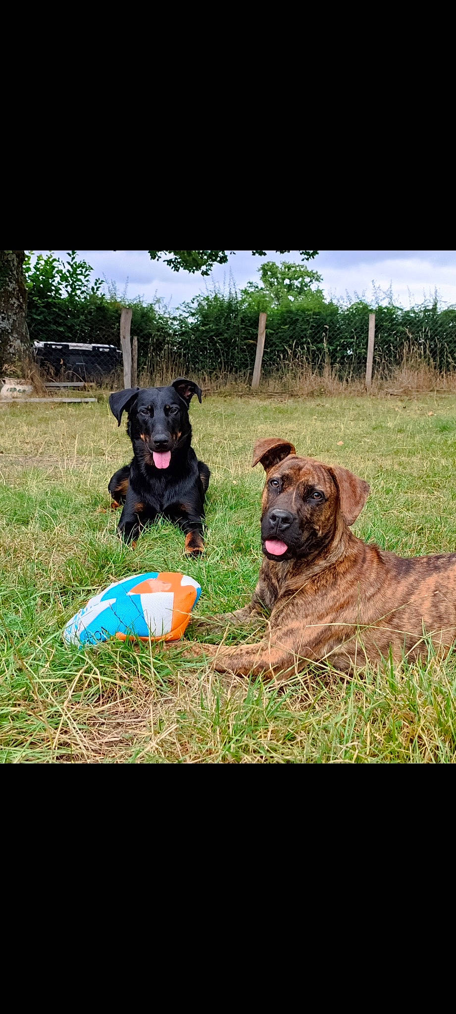 Neva a rejoint le concours — aidez-le/la à gagner de superbes lots ! ball, carnivore, chair, collar, companion_dog, dog, dog_breed, dog_collar, dog_sports, dog_supply, flying_disc, grass, grassland, guard_dog, personal_protective_equipment, plant, sky, sporting_group, tree, working_animal