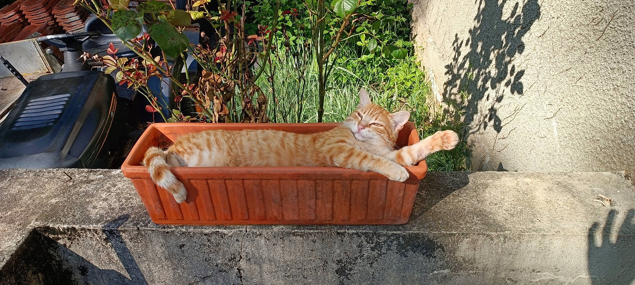 Socrate participe au concours pour gagner de l'argent avec cette photo : bench, carnivore, cat, comfort, couch, fawn, felidae, grass, outdoor_bench, outdoor_furniture, outdoor_sofa, plant, sitting, small_to_medium_sized_cats, tail, tree, whiskers, wicker, window, wood