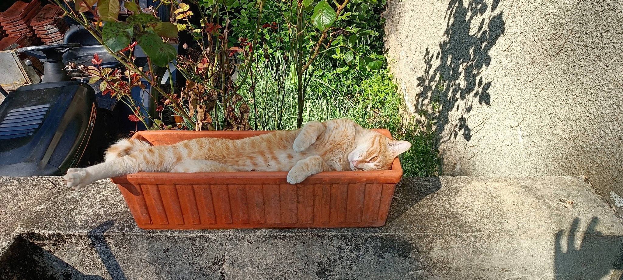 Socrate a rejoint le concours — aidez-le/la à gagner de superbes lots ! carnivore, cat, comfort, companion_dog, domestic_short_haired_cat, fawn, felidae, fur, grass, outdoor_furniture, plant, road_surface, sidewalk, sitting, small_to_medium_sized_cats, tail, tree, trunk, whiskers, wood