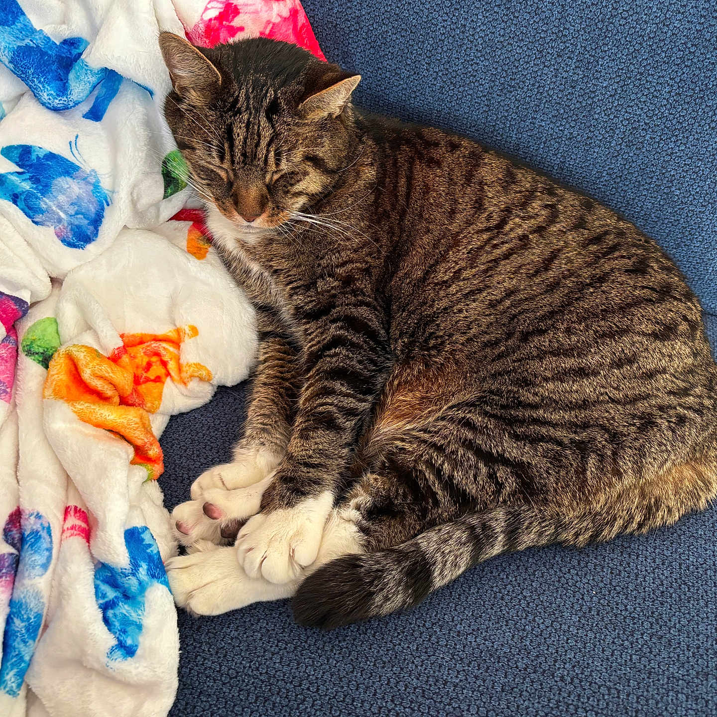 Kookie joined the competition — help win amazing prizes! animal, blanket, butterfly_pattern, cat, colorful, couch, cozy, domestic_cat, fur, furniture, indoor, paws, pet, relaxing, resting, sleeping, striped, tabby, tail, whiskers