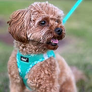 Teddy joined the competition — help win amazing prizes! animal, brown_fur, close_up, companion, curly_fur, cute, dog, fluffy, friendly, grass, harness, leash, outdoor, pet, playful, portrait, small_dog, summer, tongue_out, turquoise