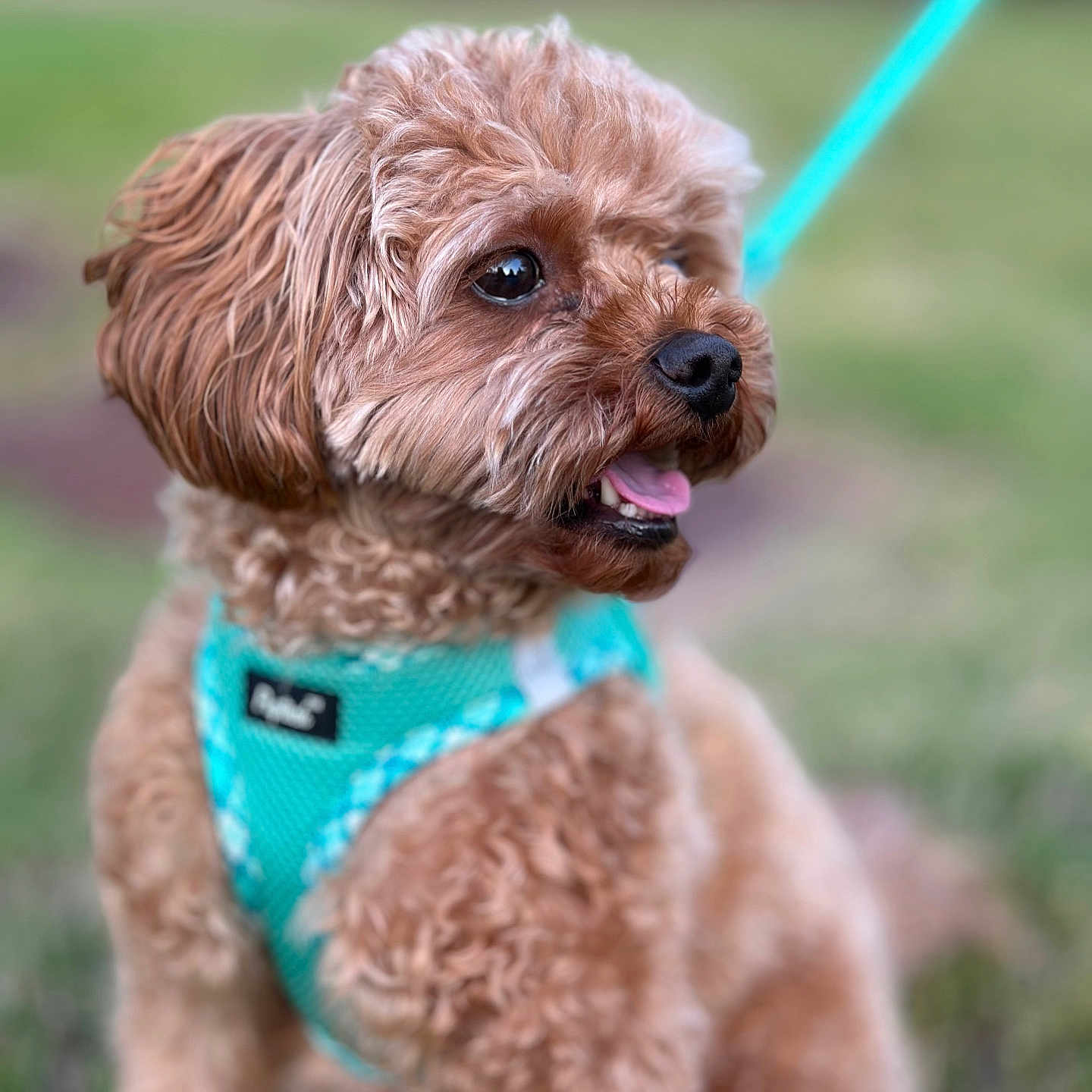 Teddy joined the competition — help win amazing prizes! animal, brown_fur, close_up, companion, curly_fur, cute, dog, fluffy, friendly, grass, harness, leash, outdoor, pet, playful, portrait, small_dog, summer, tongue_out, turquoise