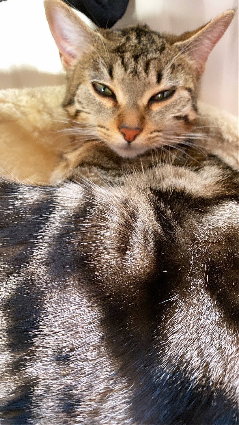 Spaghetti a rejoint le concours — aidez-le/la à gagner de superbes lots ! carnivore, cat, claw, domestic_short_haired_cat, felidae, fur, paw, photography, small_to_medium_sized_cats, snout, tail, terrestrial_animal, whiskers, wildlife