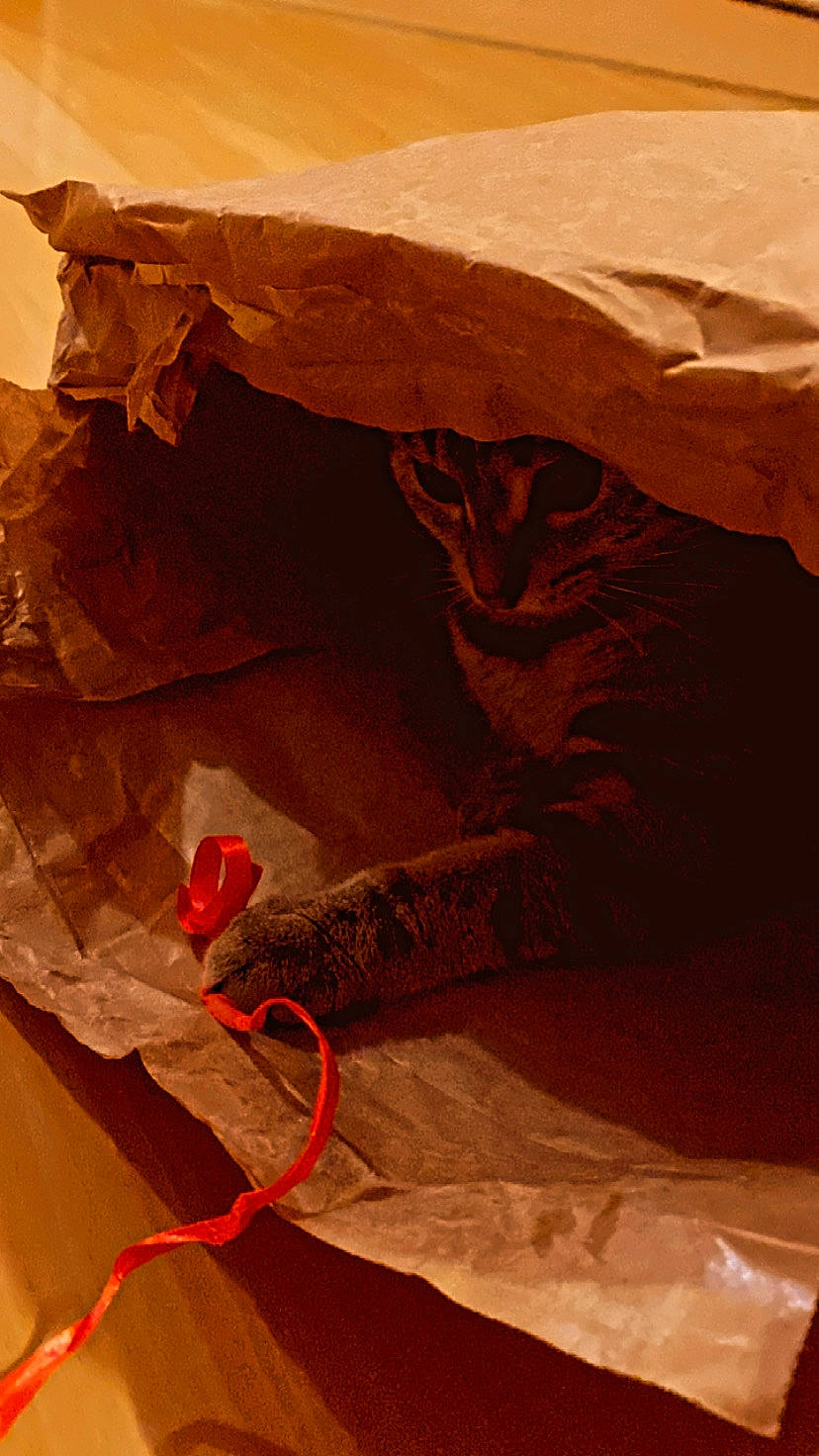 Spaghetti a rejoint le concours — aidez-le/la à gagner de superbes lots ! art, bedrock, carmine, cat, felidae, formation, landscape, orange, peach, rock, rock_climbing_equipment, rope, sand, shadow, small_to_medium_sized_cats, soil, terrestrial_animal, tints_and_shades, visual_arts, wood