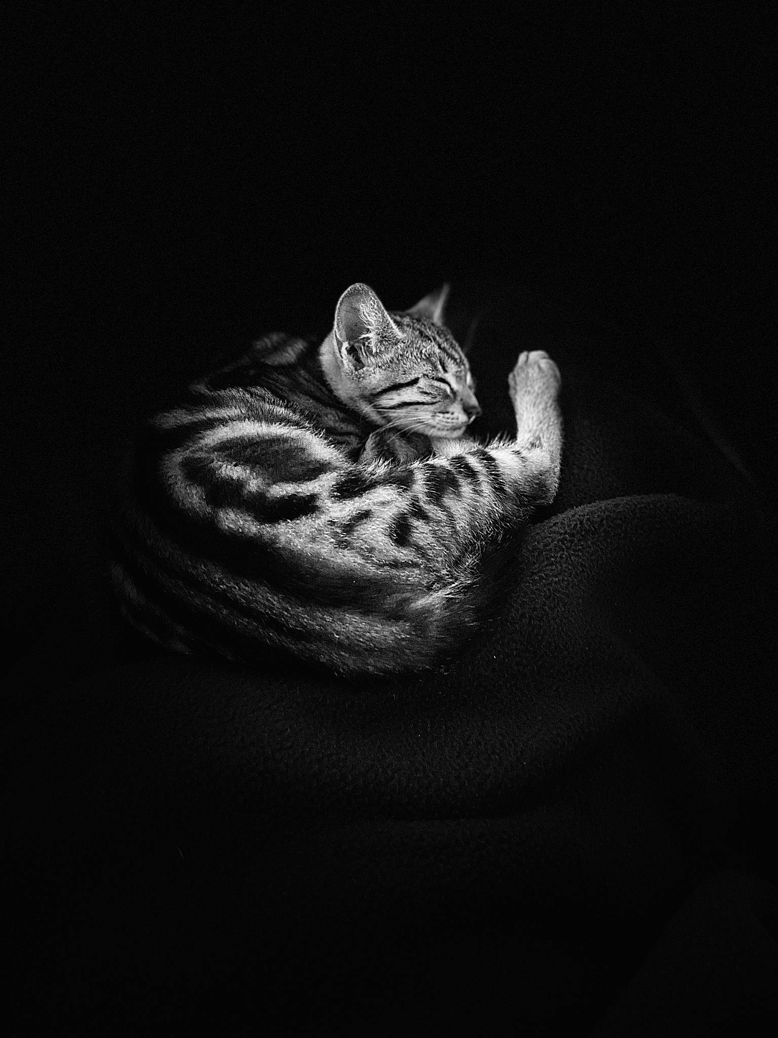 Spaghetti a rejoint le concours — aidez-le/la à gagner de superbes lots ! carnivore, cat, darkness, domestic_short_haired_cat, felidae, flash_photography, fur, grey, macro_photography, monochrome, monochrome_photography, paw, plant, sitting, small_to_medium_sized_cats, snout, tail, water, whiskers, wildlife