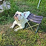 bulldog, dog, grass, outdoor, stool, pet, canine, animal, nature, summer, feet, sandals, chair, greenery, relaxing, daylight, ground, looking_up, white_dog, paw
