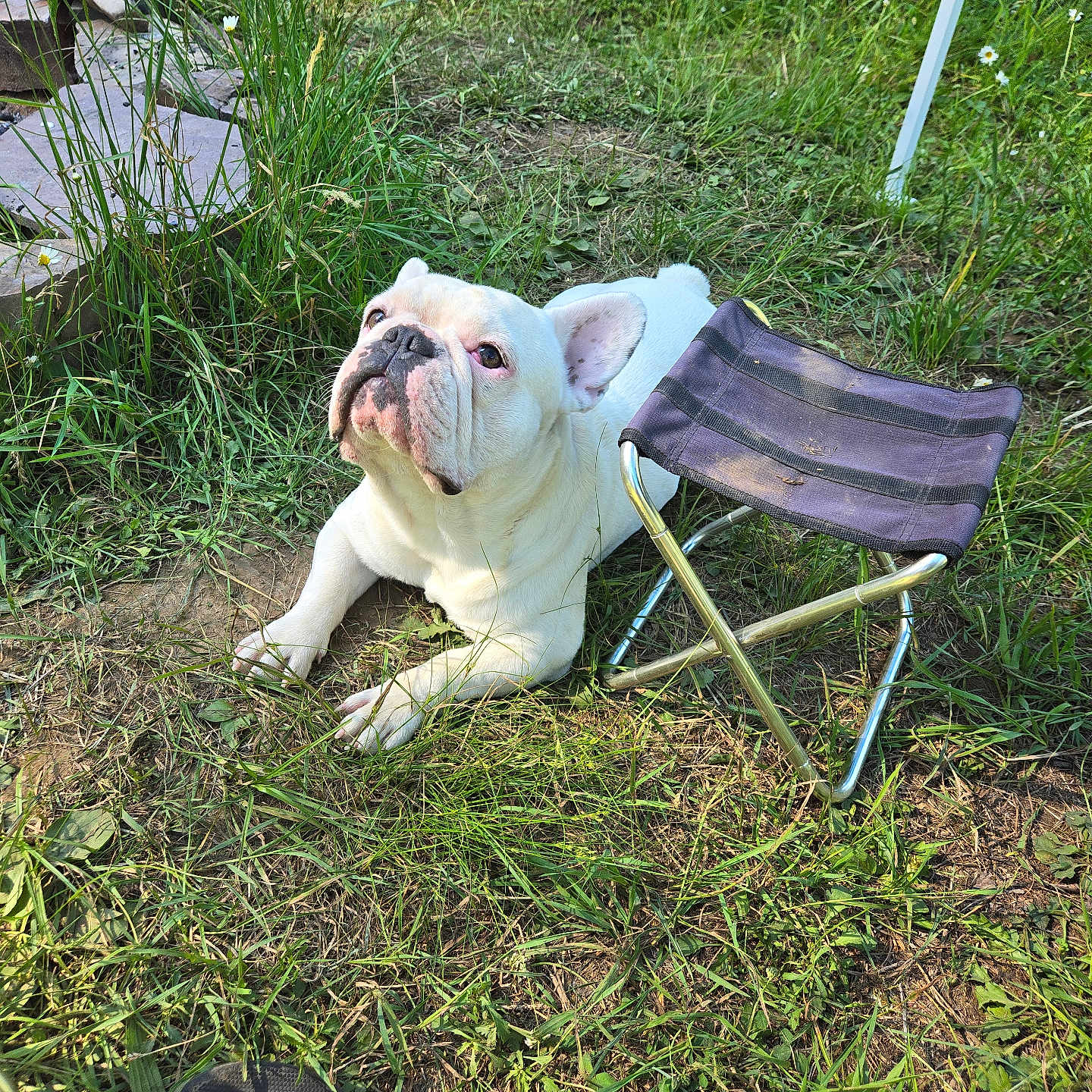 Louis joined the competition — help win amazing prizes! animal, bulldog, canine, chair, daylight, dog, feet, grass, greenery, ground, looking_up, nature, outdoor, paw, pet, relaxing, sandals, stool, summer, white_dog