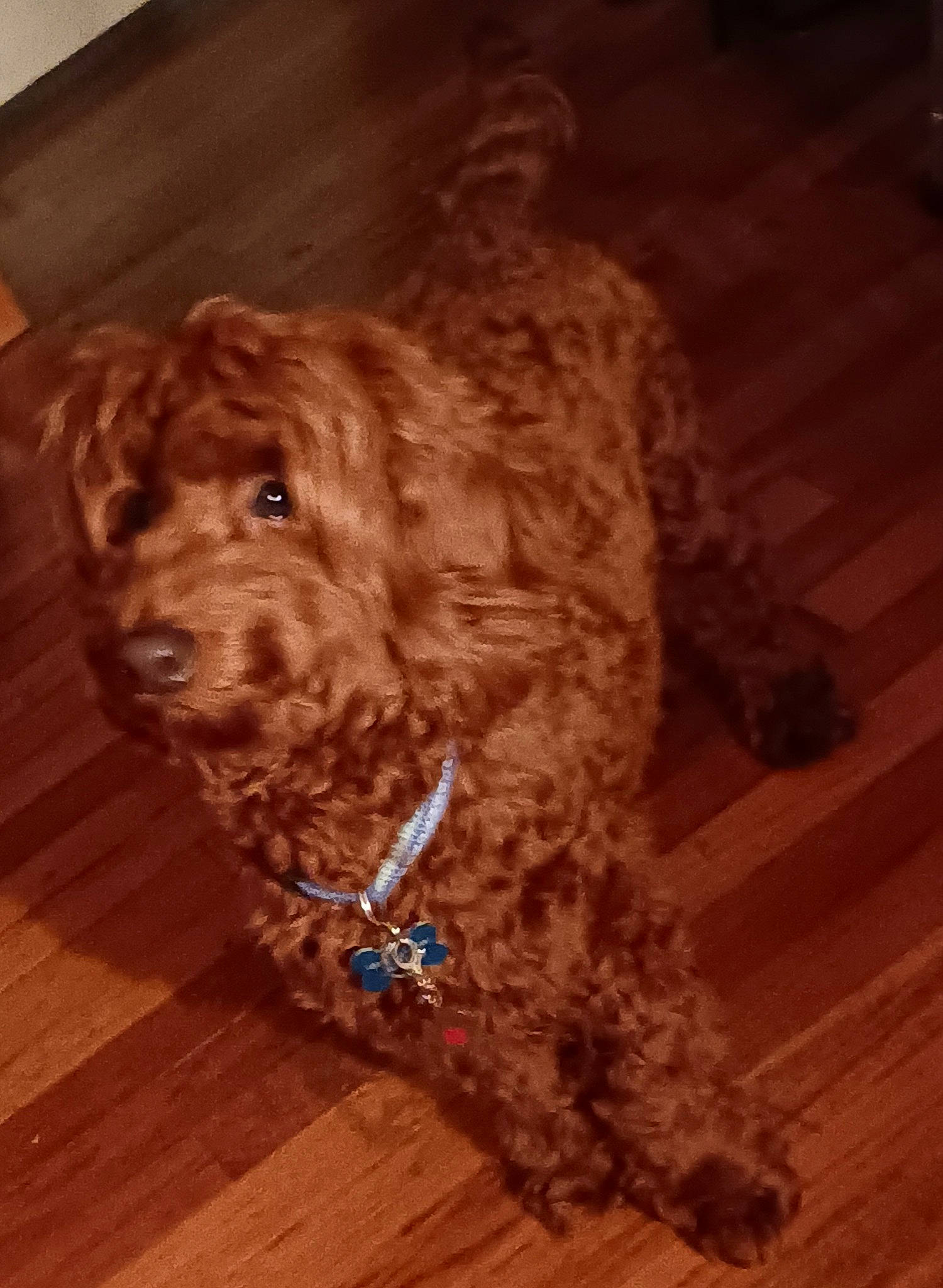 Teddy Bear