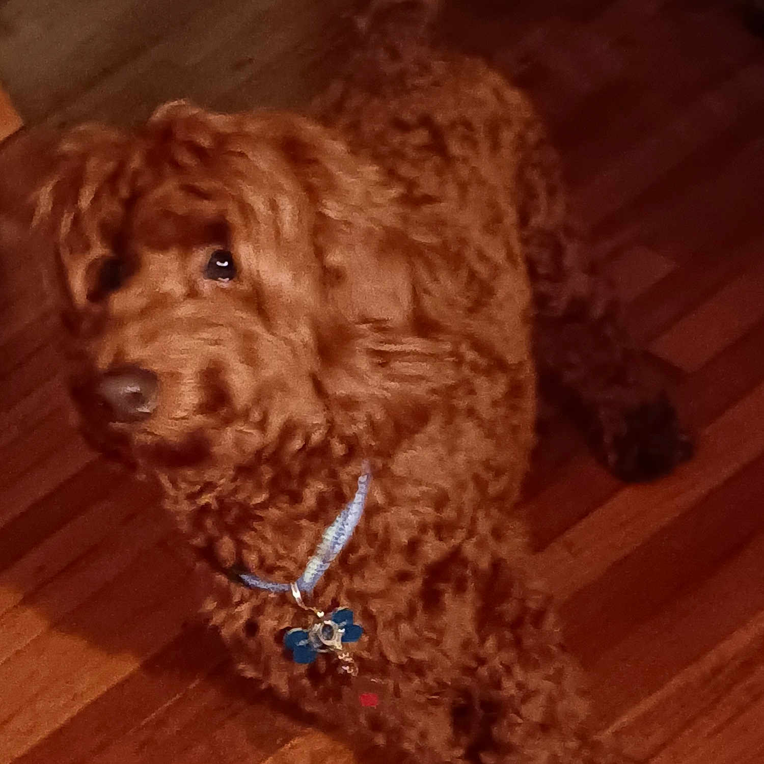 Teddy Bear