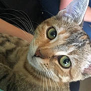 Choupette participe au concours pour gagner de l'argent avec cette photo : aegean_cat, american_shorthair, asian, bengal, carnivoran, cat, cat_like_mammal, domestic_short_haired_cat, dragon_li, european_shorthair, eye, fur, kitten, mammal, organ, small_to_medium_sized_cats, snout, tabby_cat, toyger, whiskers