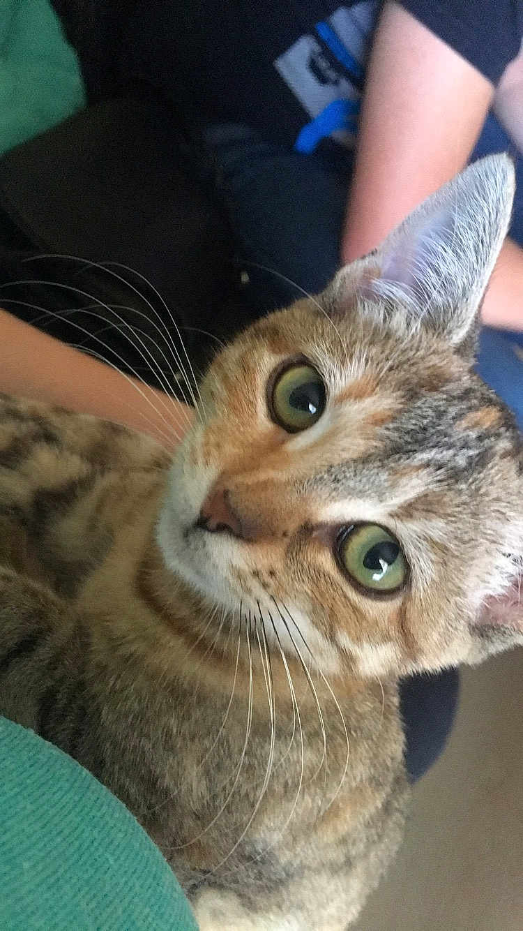 Choupette