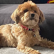 Ippy a rejoint le concours — aidez-le/la à gagner de superbes lots ! dog, puppy, small_dog, fluffy, brown_fur, tan_fur, long_hair, pet, animal, sitting, lying_down, couch, sofa, indoor, home, red_collar, toy, plush_toy, paws, portrait