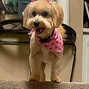 Momo joined the competition — help win amazing prizes! dog, small_dog, bandana, pink_bandana, indoor, carpet, happy, pet, cute, fluffy, animal, houseplant, furniture, smiling, domestic_animal, canine, standing, closeup, portrait, cozy