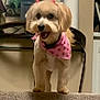 dog, small_dog, bandana, pink_bandana, indoor, carpet, happy, pet, cute, fluffy, animal, houseplant, furniture, smiling, domestic_animal, canine, standing, closeup, portrait, cozy