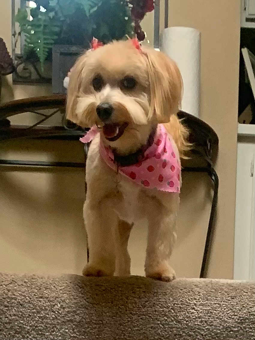 Momo
