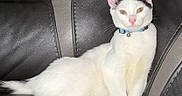 Castle is registered to the contest to win money with this photo: cat, white_cat, black_markings, collar, bell, leather_couch, pet, domestic_cat, indoor, feline, animal, sitting, resting, looking_at_camera, ears_up, pink_nose, whiskers, fur, cute, calm