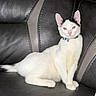 cat, white_cat, black_markings, collar, bell, leather_couch, pet, domestic_cat, indoor, feline, animal, sitting, resting, looking_at_camera, ears_up, pink_nose, whiskers, fur, cute, calm