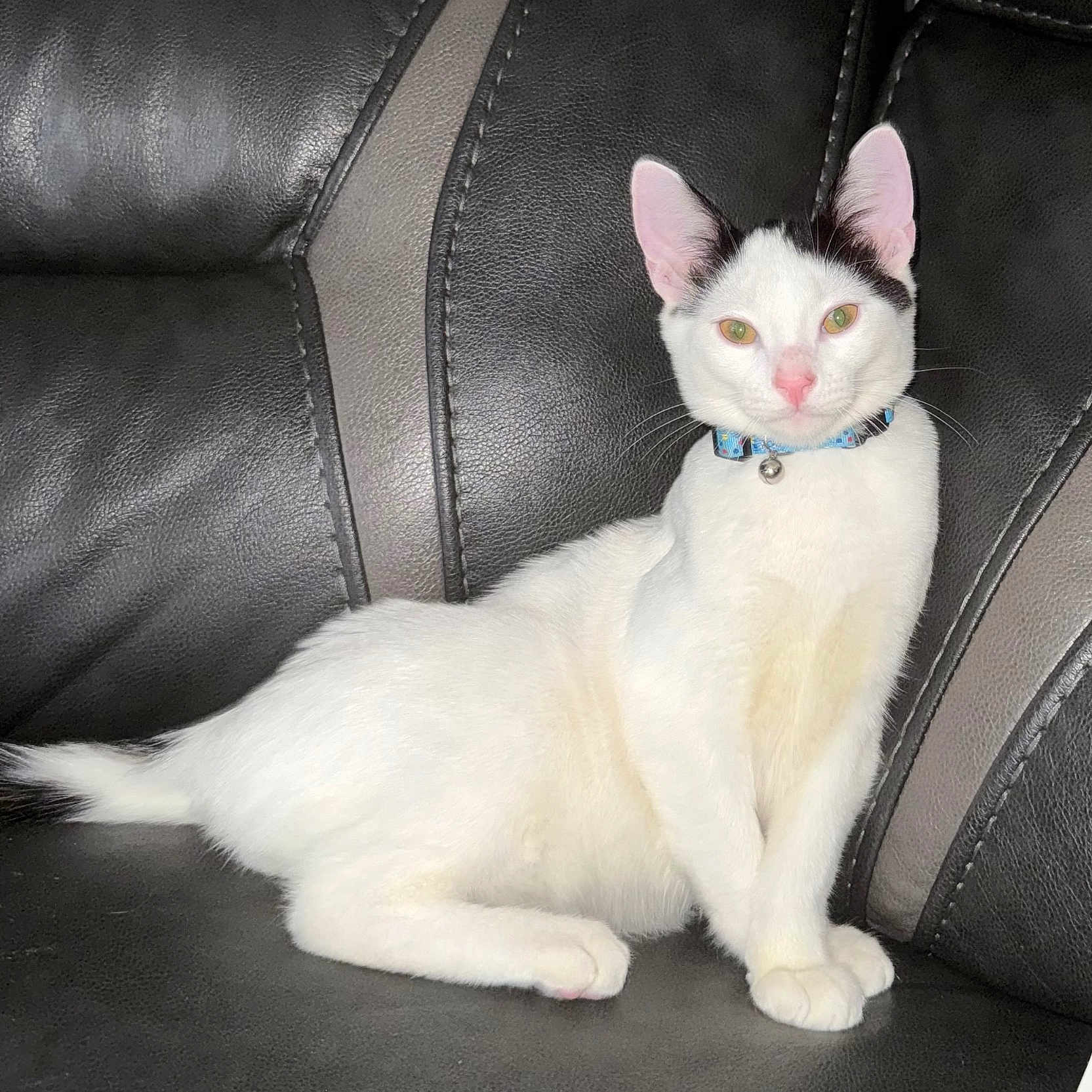 Castle is registered to the contest to win money with this photo: cat, white_cat, black_markings, collar, bell, leather_couch, pet, domestic_cat, indoor, feline, animal, sitting, resting, looking_at_camera, ears_up, pink_nose, whiskers, fur, cute, calm