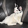 Castle is registered to the contest to win money with this photo: cat, kitten, white_cat, black_patches, collar, bell, leather_chair, indoor, pet, feline, young_cat, curious, sitting, animal, domestic_cat, fur, whiskers, ears, paw, blue_towel