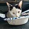 Castle is registered to the contest to win money with this photo: cat, black_and_white, paper_bowl, indoor, curious, close_up, pet, animal, whiskers, ears, face, looking_down, floor, feline, domestic_animal, table, shadow, snack_time, cute, fur